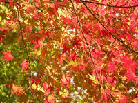 s-DSCN6736.jpg