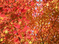 s-DSCN6738.jpg