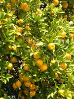 s-DSCN6764.jpg