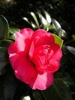 s-DSCN6823.jpg