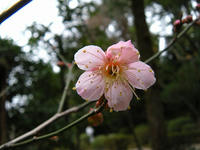 s-DSCN6870.jpg