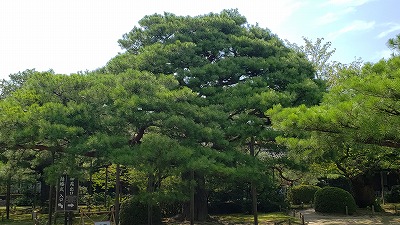 クロマツ アカマツ はんなり便り