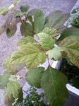 PA0_0092.JPG