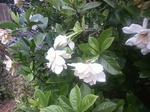 PAP_0028.JPG