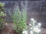 PAP_0030.JPG