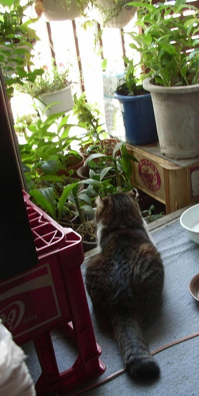chibi070604.jpg