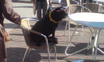 サングラス犬