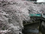 桜2011