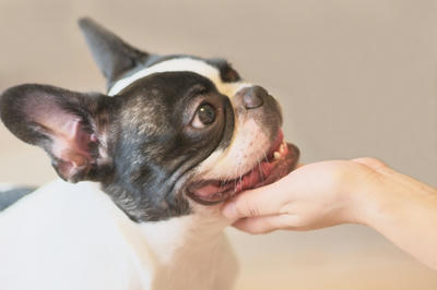 犬の真菌撃退にコラージュフルフルシャンプーを使っても大丈夫 ビン かん男 敏感肌アラサーメンズの頭皮 毛髪ケア