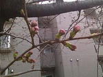 2010桜01