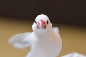 yuyutuku0217-01.JPG