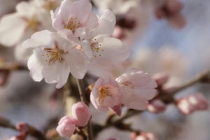 sakura0330.JPG