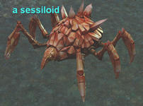 Thinning_Out_the_Sessioids-3.jpg