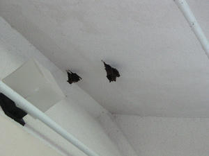 IMG_2376_1.JPG
