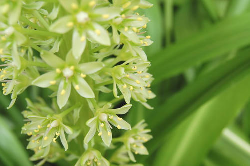 greenflower_2