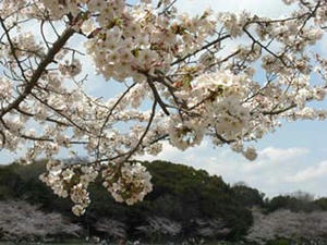 sakura