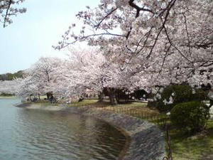 sakura2