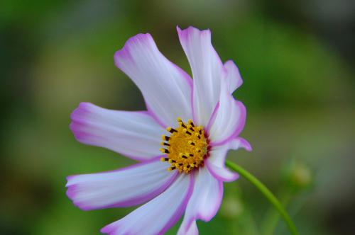 DSC_8091.jpg