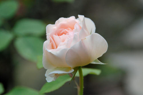 DSC_8937.jpg