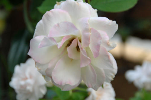 DSC_8932.jpg