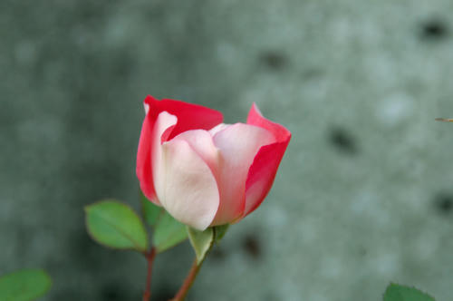 DSC_8918.jpg