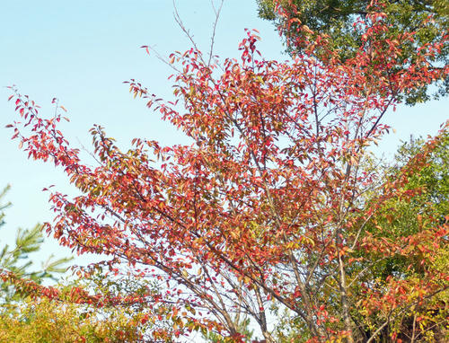 P1070208a.jpg