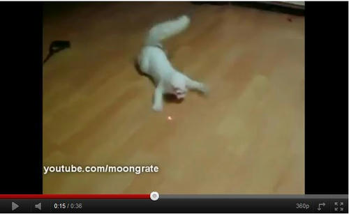 ファニーな猫