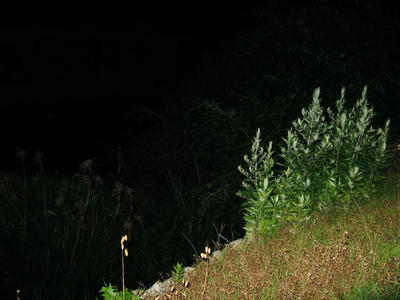 20090615_7.jpg