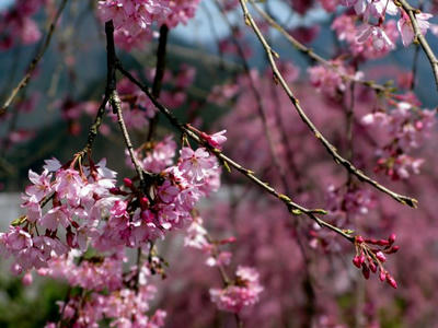 20100404_16.jpg
