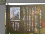2010-12-18_004555.jpg