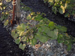 DSCN1101.JPG