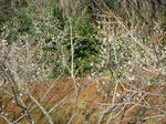 DSCN1487.JPG