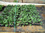 DSCN1783.JPG