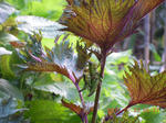 DSCN3947.JPG