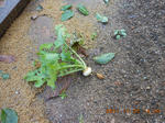 DSCN5381.JPG