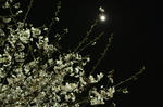 IMG_8921_R_R.jpg