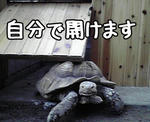 戸