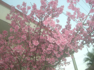 沖縄の桜　ヒカンザクラ