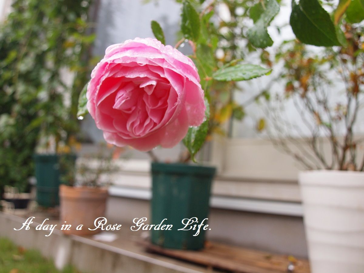 京成バラ園でマリーアントワネットを購入 バラの成長記録 A Day In A Rose Garden Life