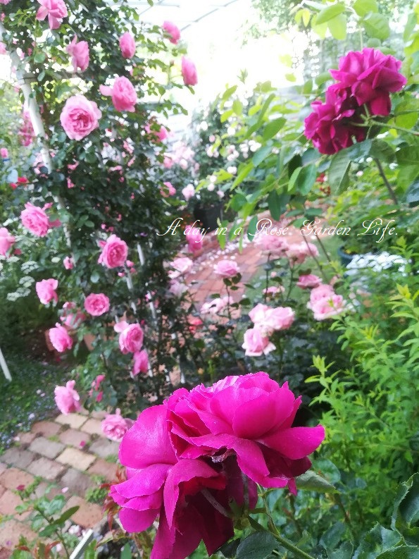 暴れん坊ポンポネッラ バラの成長記録 A Day In A Rose Garden Life