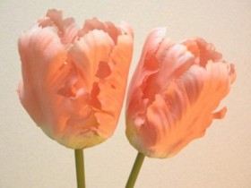 チューリップ