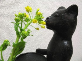 菜の花