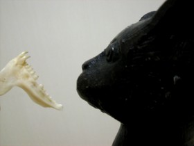 鯛の歯