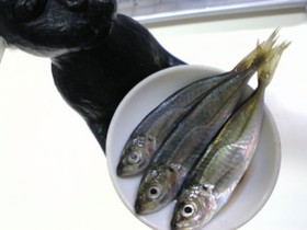 まめあじ