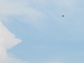 小さな大からす