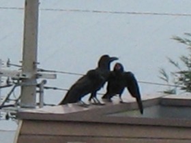 カラス