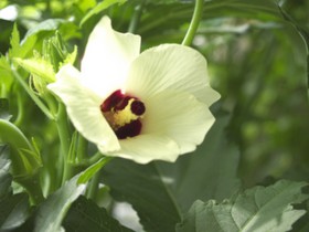 オクラの花