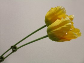消火フラワー