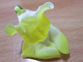 金魚草ひとつ