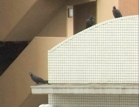 カメラ目線のカラス
